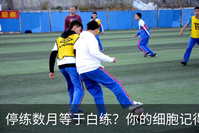 停练数月等于白练？你的细胞记得每一次流汗